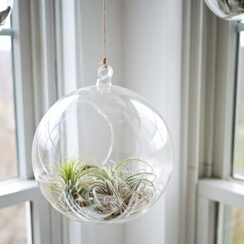 benefits of air plants 